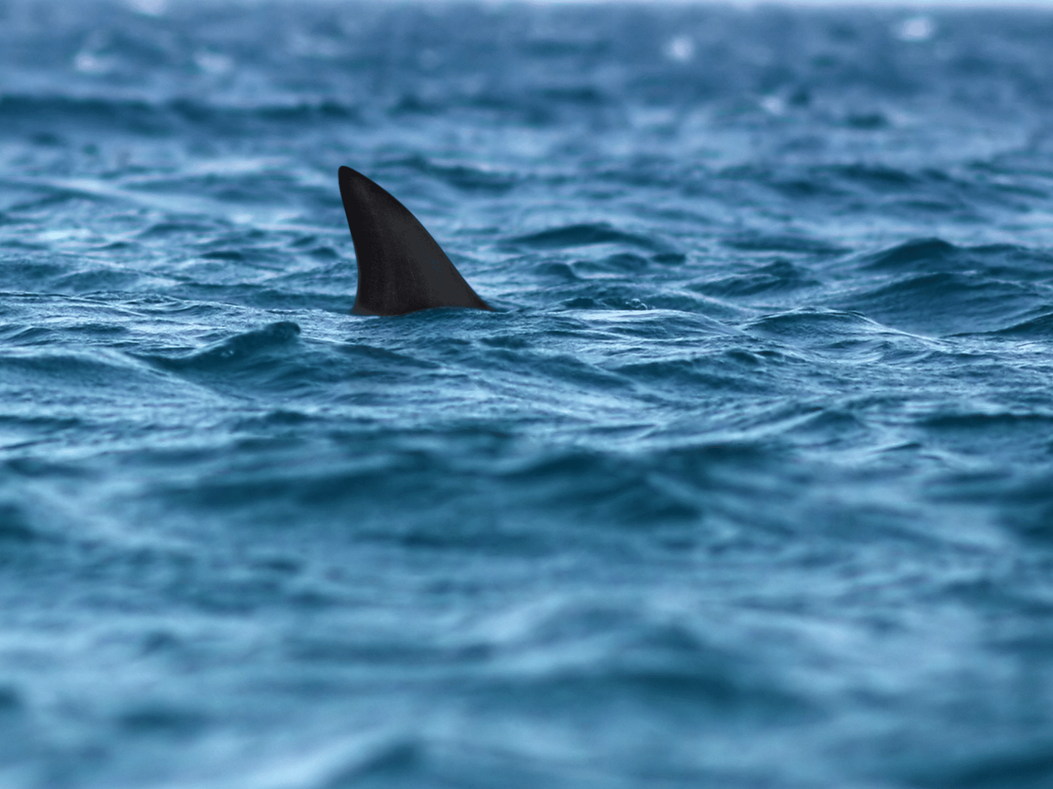 Shark Awareness Month
