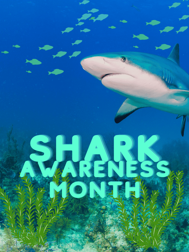 Shark Awareness Month
